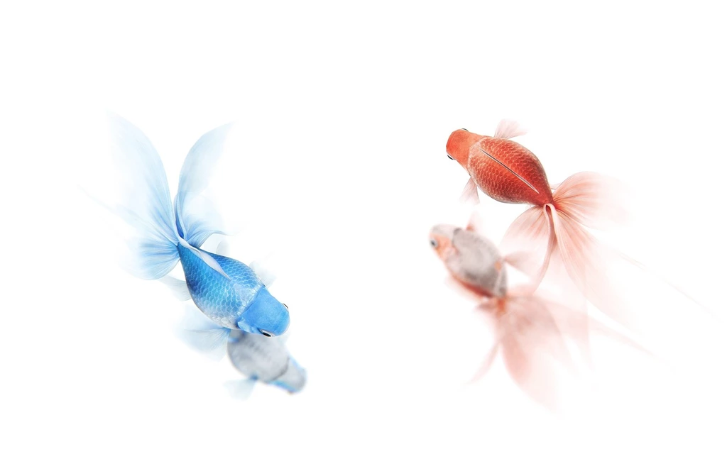 1920x1200 Red Blue Goldfish Wallpapers