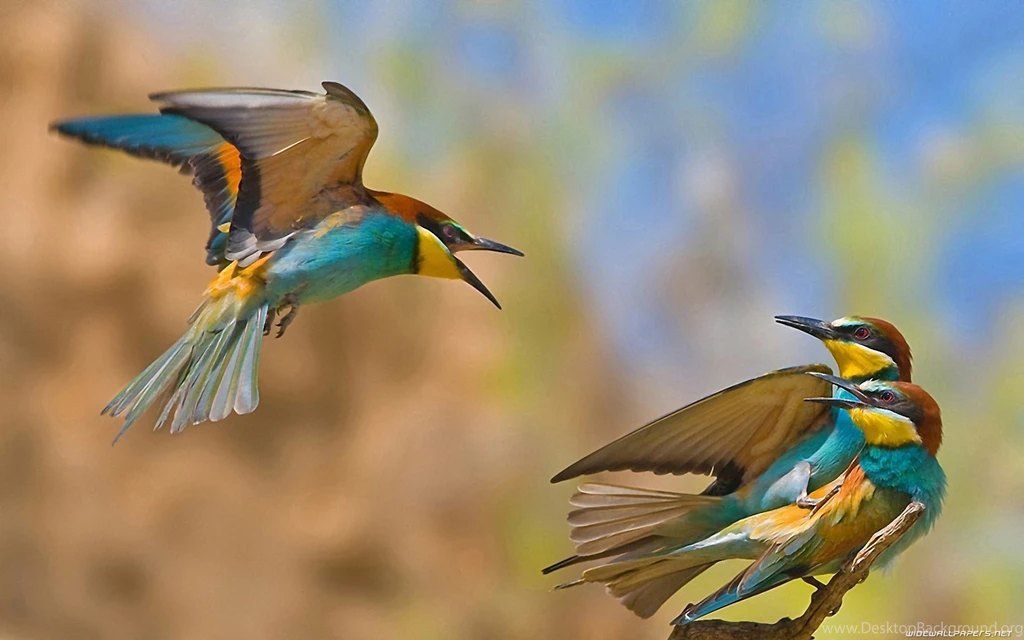 New Birds Wallpapers Free