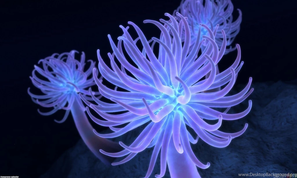 Sea Anemone Wallpapers