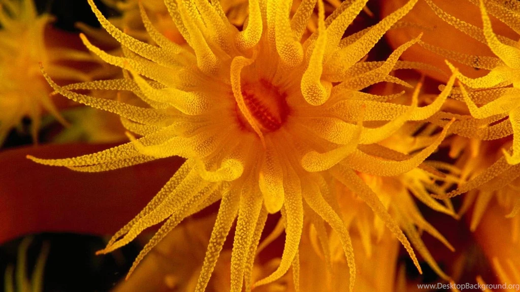 ORANGE SEA ANEMONE WALLPAPER (
