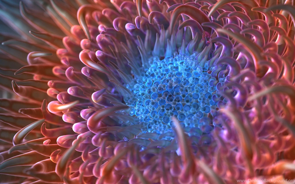 Digital Anemone Flower Wallpapers HD Wallpapers 103544