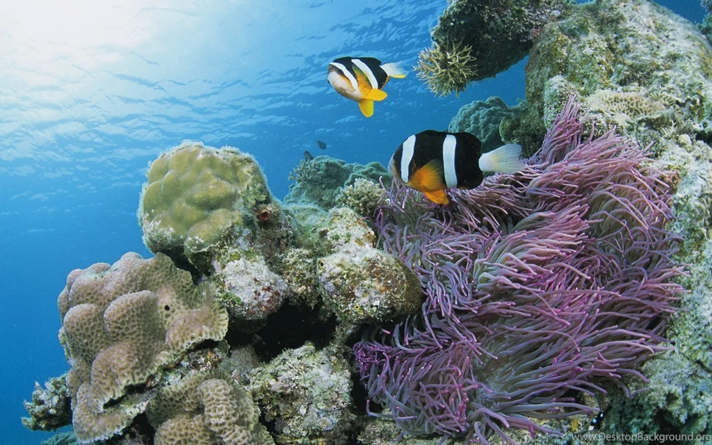 Gs Pink And Purple Anemone Fish And Sea Anemones Wallpapers ...