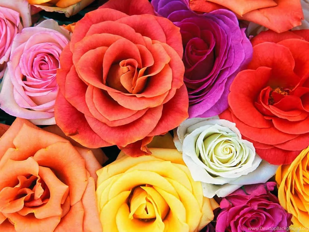 Floral Computer Wallpapers HD Wallpapers Desktop Wallpapers ...