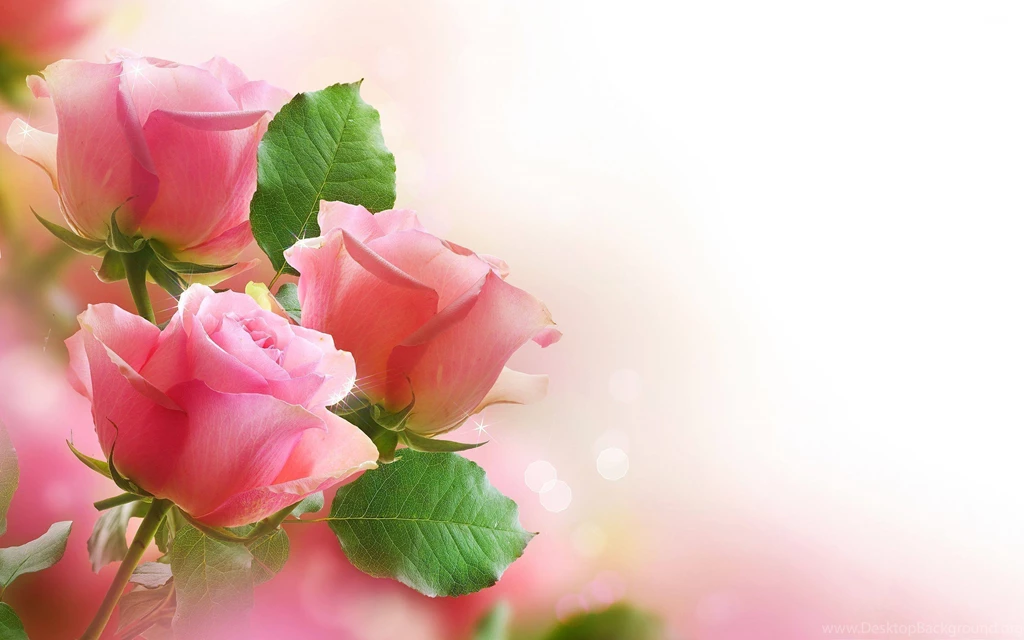 Free Download Of Flower Wallpapers HD Wallpapers Desktop ...