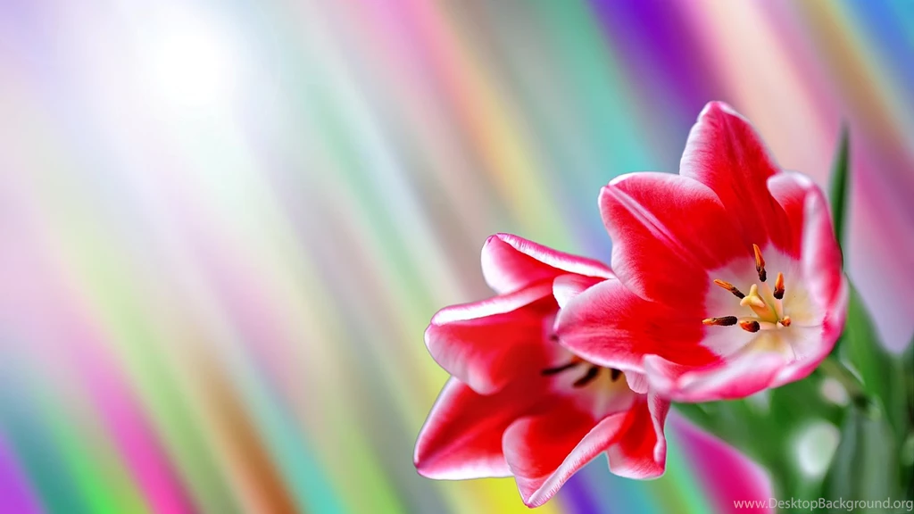 Spring Season 2014 Wallpapers HD Free Download ~ Unique Wallpapers