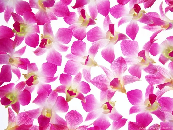 Pedestal Purple Flower Backgrounds PowerPoint