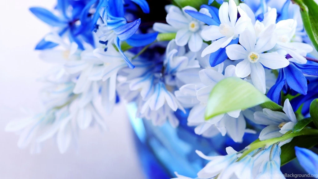 Blue Flowers Wallpapers Desktop Danasrhp.top
