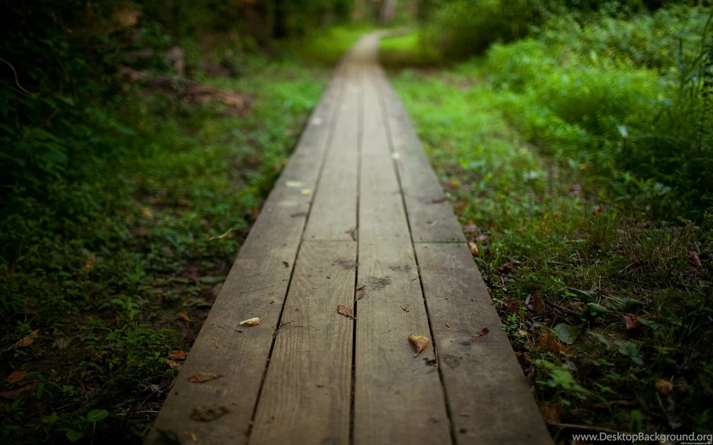 Nature Wallpaper: Scenic Forest Wallpapers HD HD Quality Resolution ...