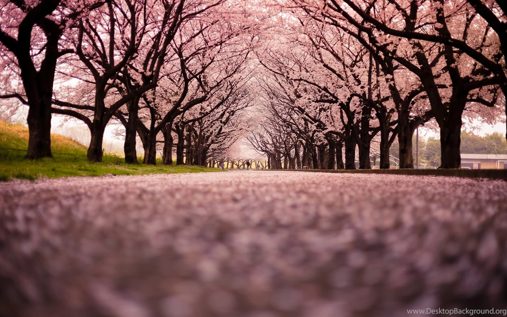 Awesome Flowers Desktop Backgrounds: Cherry Blossom HQFX