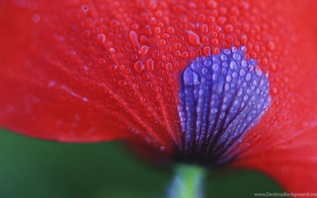 Desktop Wallpapers · Gallery · Nature · Dew Exotic Petals Beautiful ...