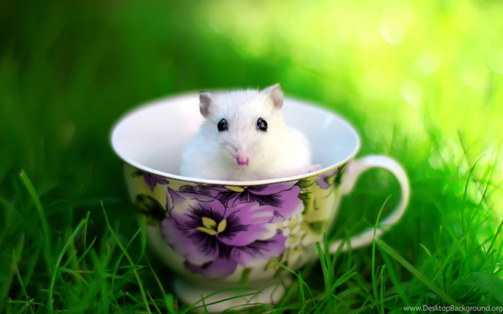 Good Morning – Daily Backgrounds In HD