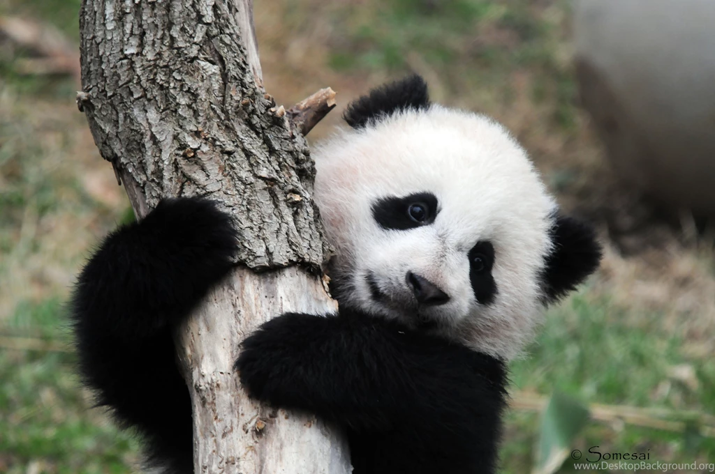 Baby Panda Bear Wallpapers Danasrhp.top