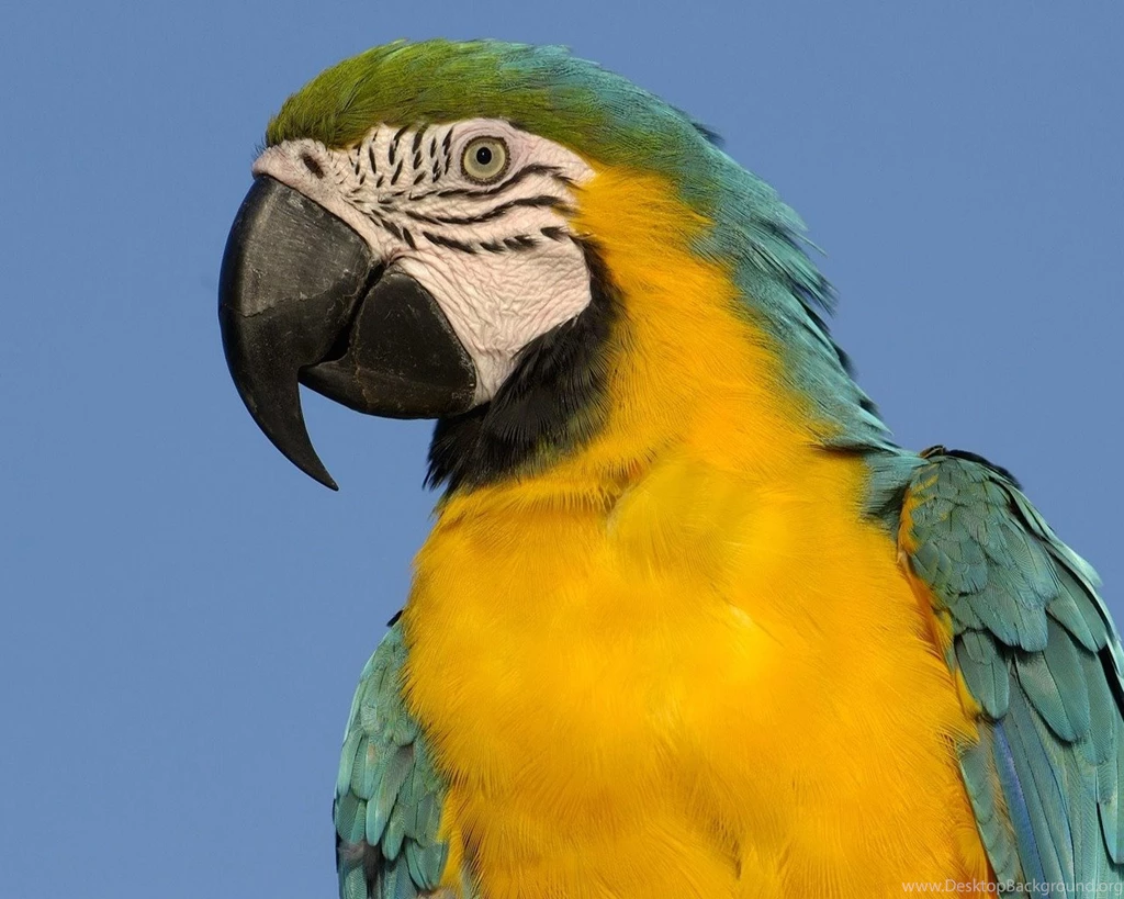 Amazing Birds Wallpapers High Quality Wallpapers