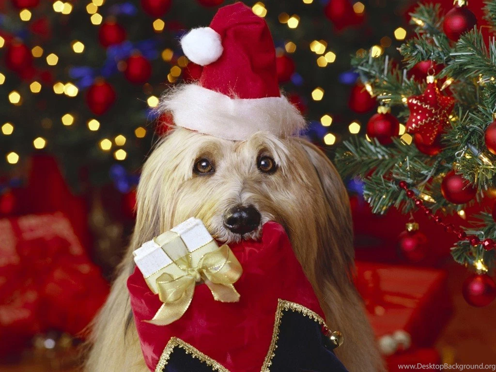 Christmas Dog Images HD Wallpapers Pretty