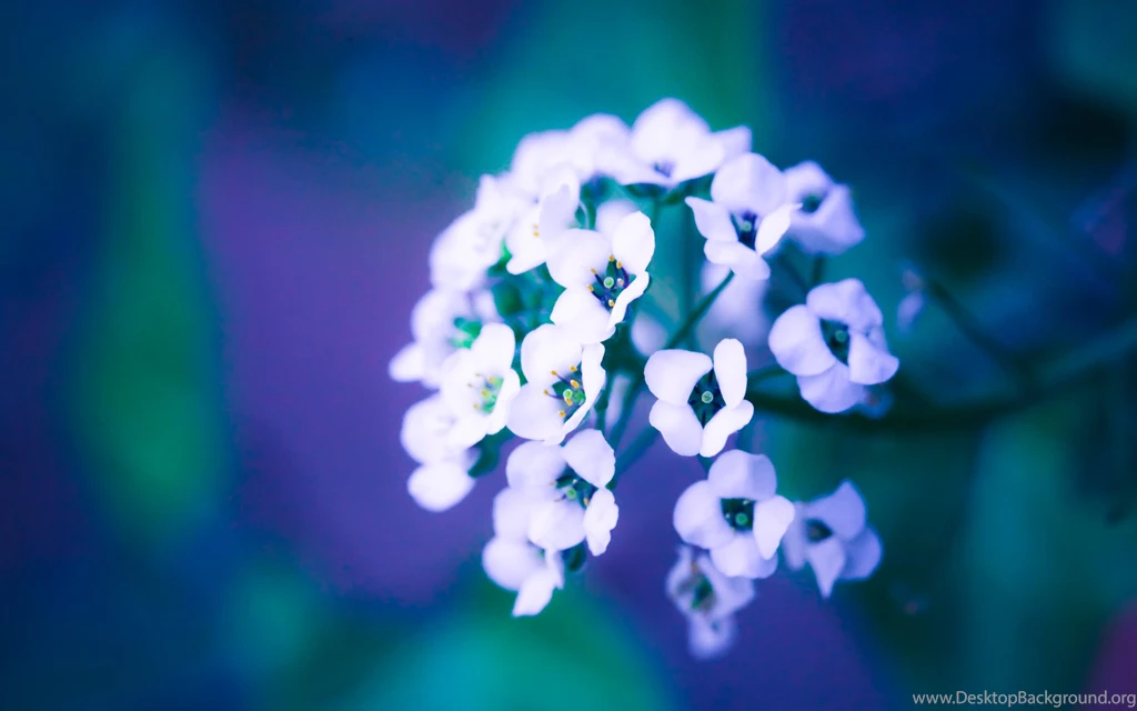 Violet Flowers Wallpapers HD By Venomxbaby On DeviantArt