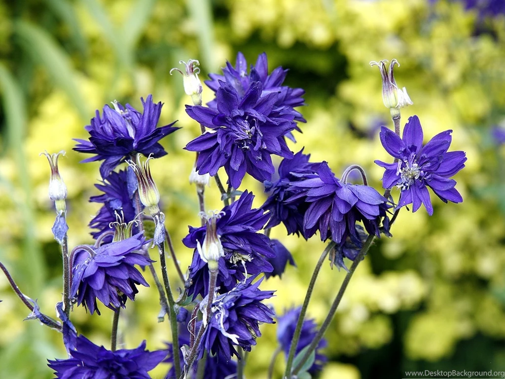 Violet Flowers Picture, Blue Flower In Bloom, Yellow Backgrounds ...