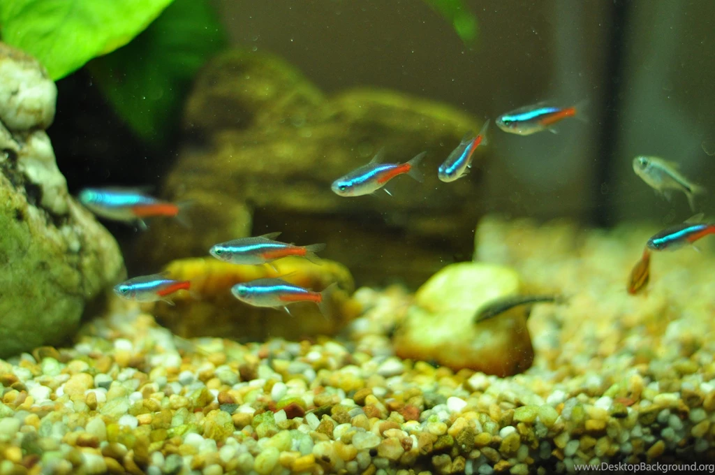 Neon Tetra Fishes In Aquarium Photo And Wallpaper. Cute Neon Tetra ...