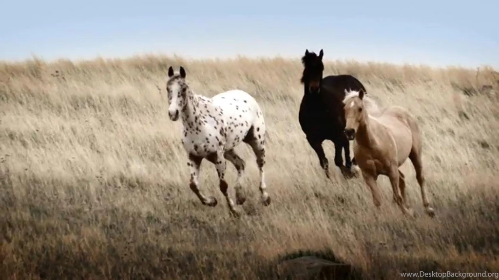 Wild Horses Wallpapers Ahd Images