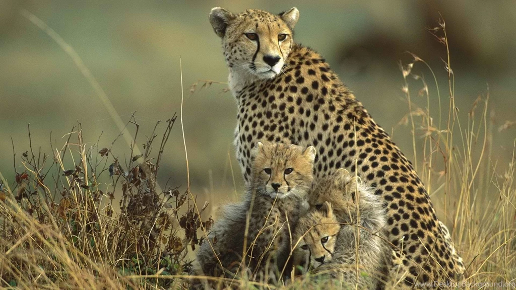 Wallpaper: Family, Cheetah, Cubs, Grass, Field, Animals, Baby ...