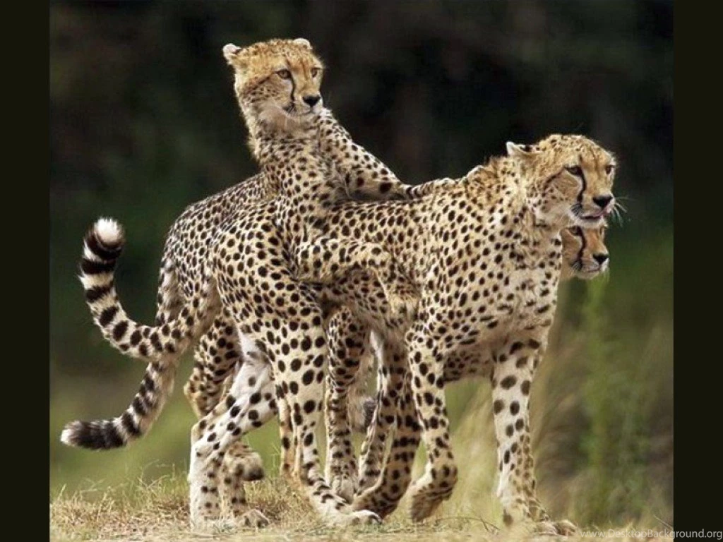 Cats: Cheetah Family Cool Picture Free Desktop Wallpapers For HD 16 ...