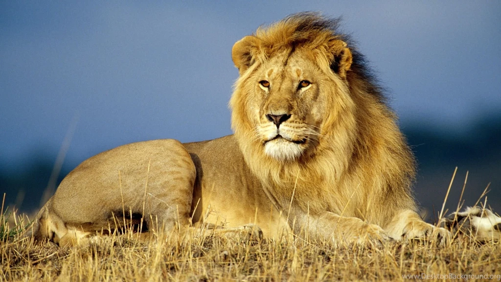 Animals Wallpapers HD Desktop Backgrounds Page 77