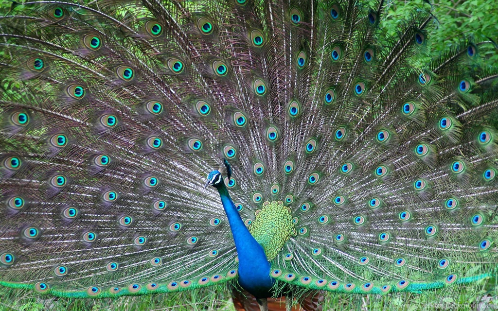Indian Wallpapers