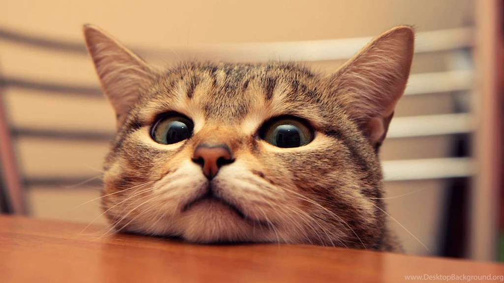 Funny Pictures Of Animals Tumblr