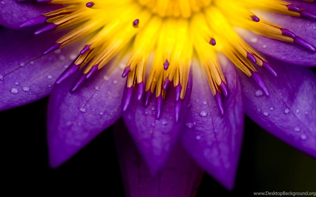 Dream Spring 2012 Purple_beauty Wallpapers HD Wallpapers 96729