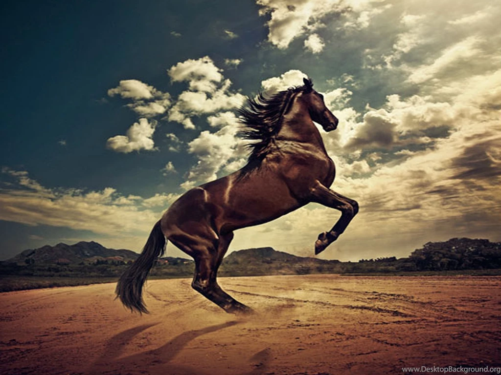 Horse Wallpapers Hd