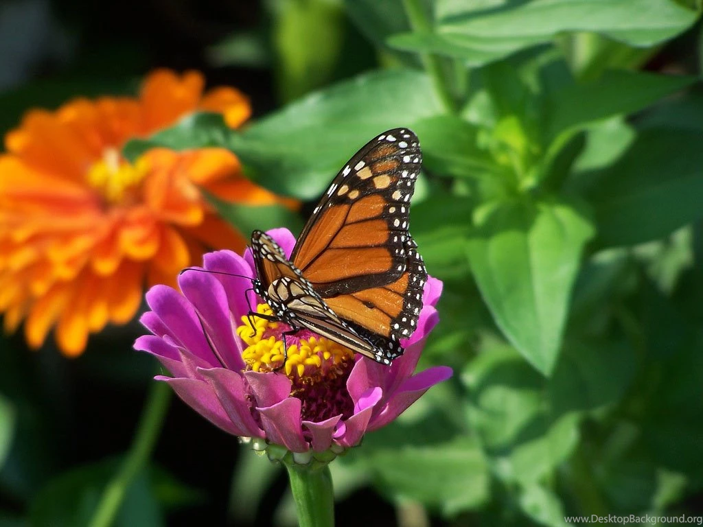 Butterfly Desktop Wallpapers