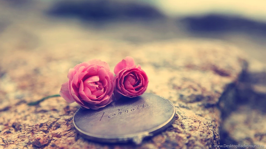 Evidence Roses Love Wallpapers HD