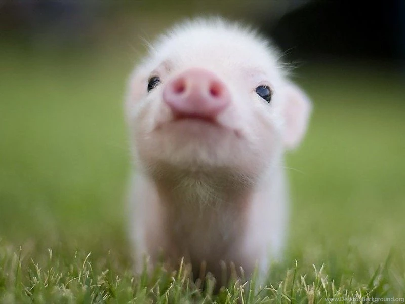 Piglet Wallpapers HD Free Desktop Backgrounds And Wallpapers