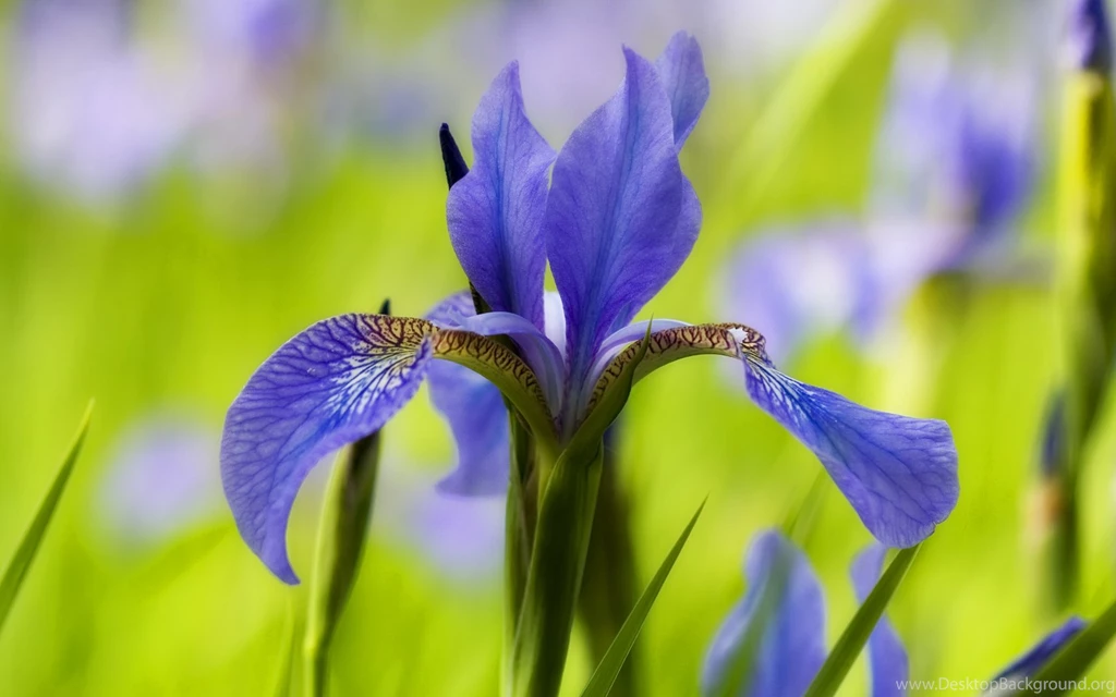 Iris Flower Desktop Wallpapers Desktop Background