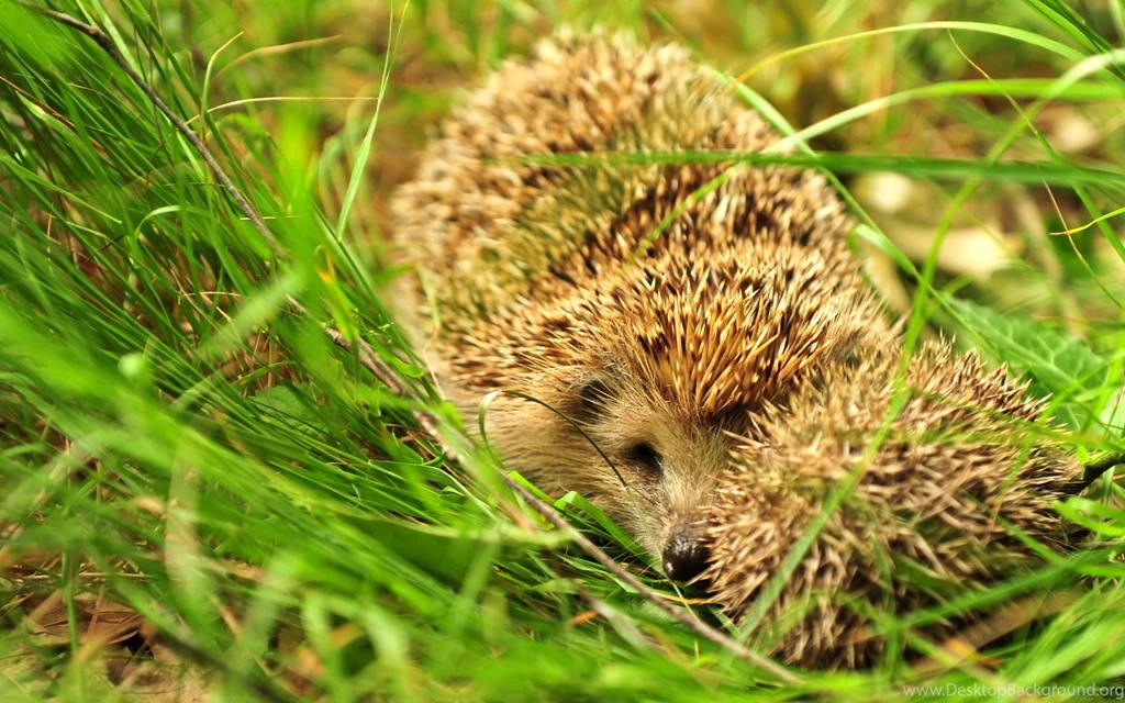 1600x1000 Black Panther Browser Themes & Desktop Picture