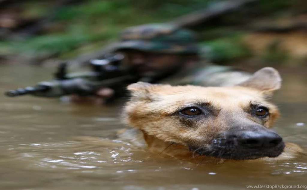 Dogs: Swim Usmc Marines Recon Marine Corps Wallpaper Backgrounds ...