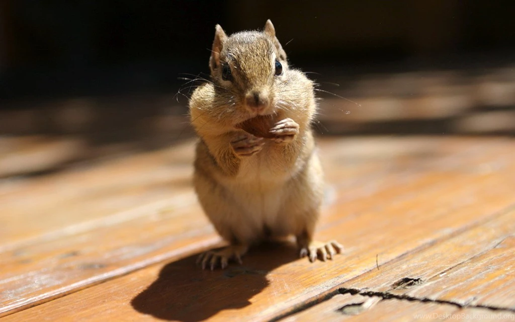 Lovely Chipmunks Photos / Chipmunk Wallpapers 1280x800 NO.35 ...