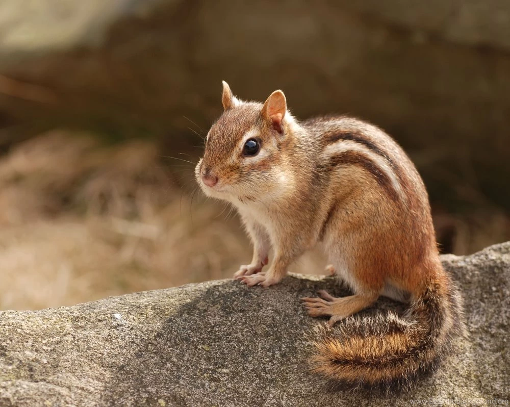 High Quality Chipmunk Wallpapers