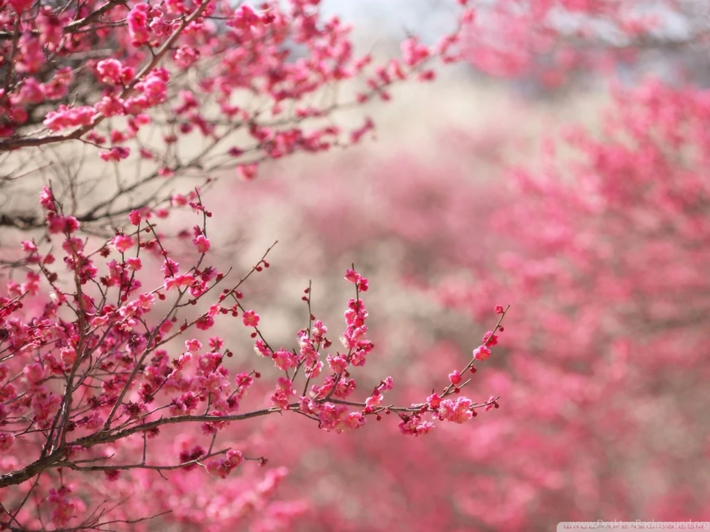 Sakura Cherry Blossom HD Desktop Wallpapers : High Definition ...