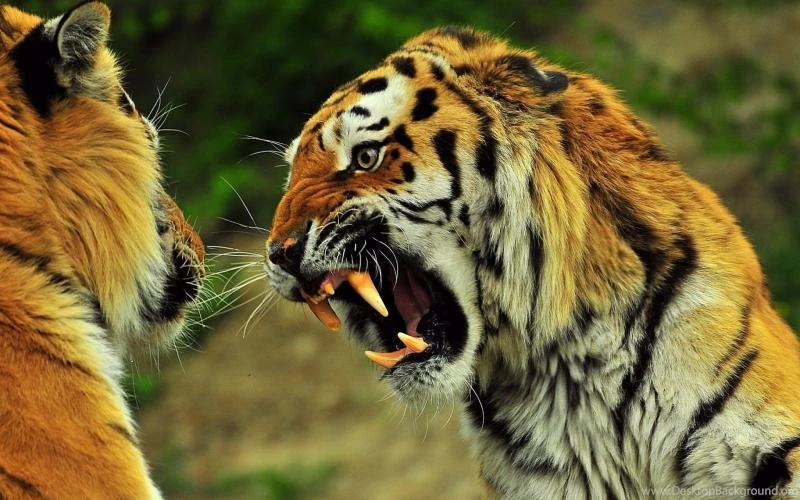 Angry Tiger Wallpaper,Animal HD Wallpaper,1920x1080 HD Wallpapers ...