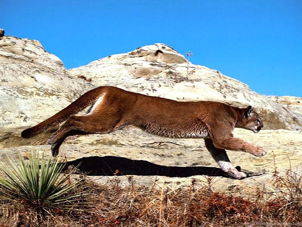 Mountain Lion Running HD Wallpapers