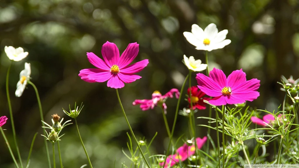Flower Wallpapers HD (11)