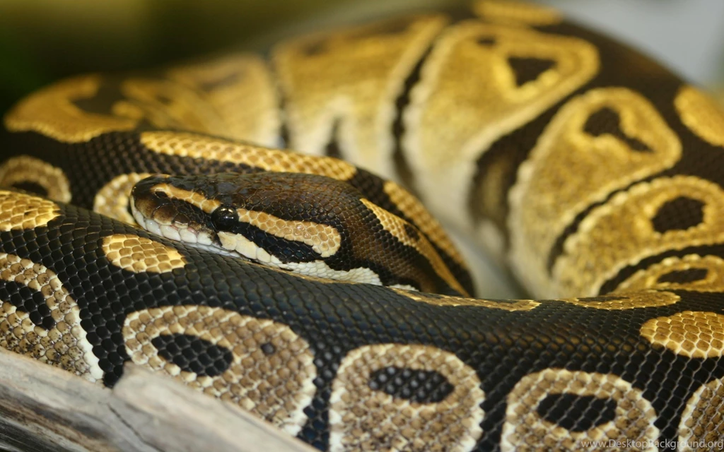 Ball Python Wallpapers HD Wallpaper Backgrounds Of Your Choice Desktop ...