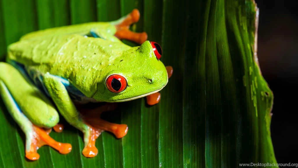 Sun 21 Jun CEST 2015 1920x1080px Frog Desktop Wallpapers Free ...