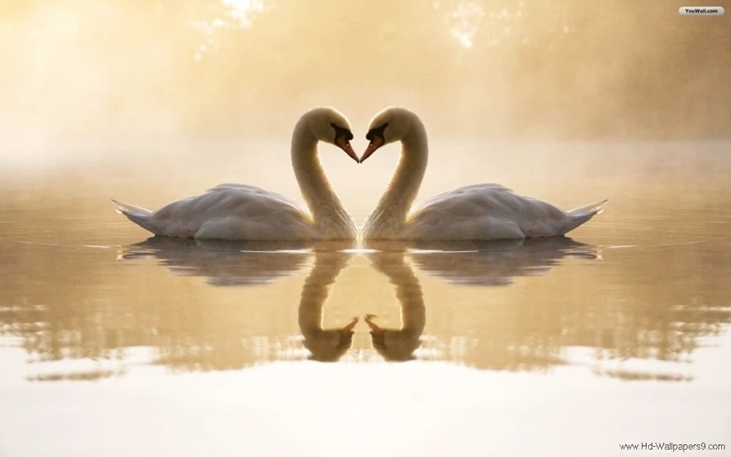 Love Backgrounds Wallpapers010, Love