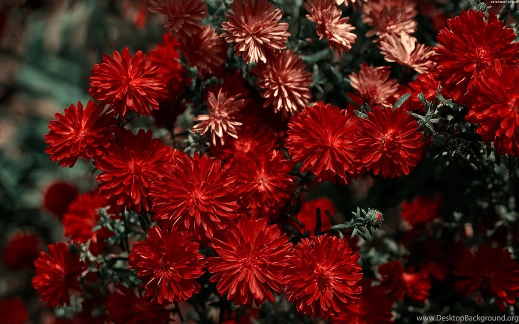 HD Flowers Wallpapers 7 - Flower Wallpapers Free Download ...