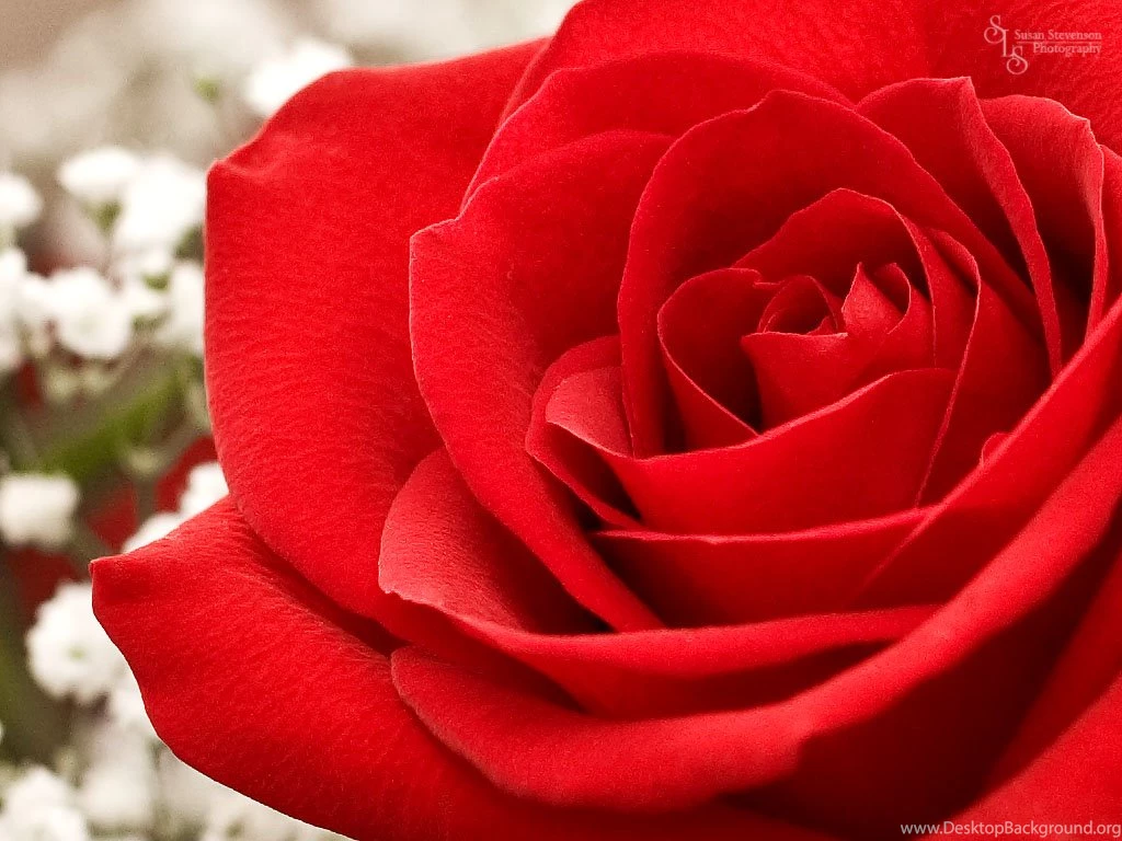 Rose Wallpapers 17 Best Wallpapers Collection