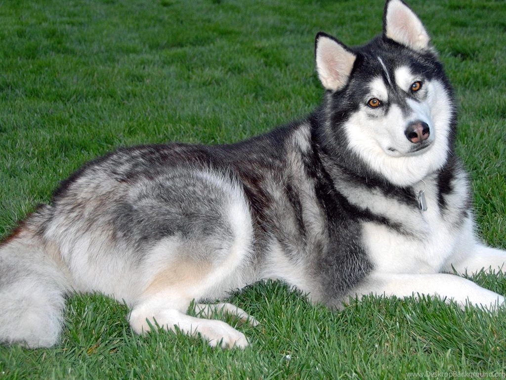 Malamute Malamute Malamute Share Malamute Wallpapers Gallery To The ...