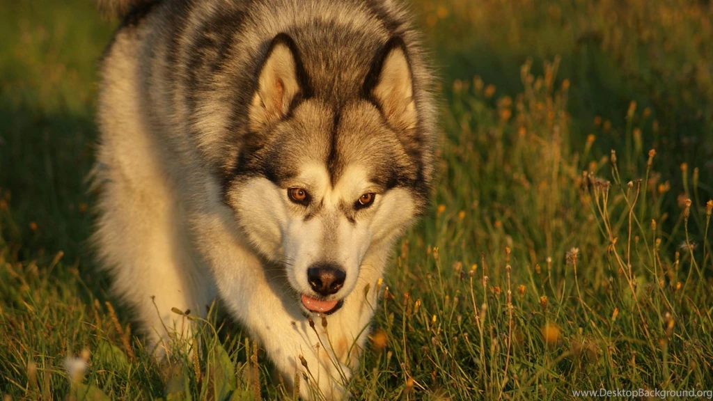 Malamute 1244001 Wallpapers (