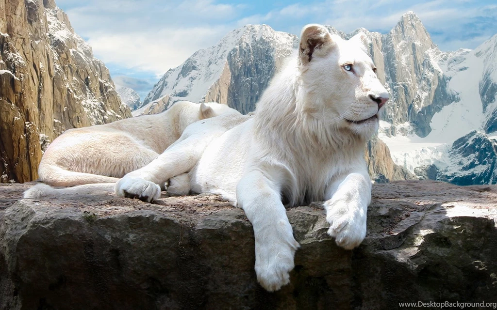 Wallpapers The Lion King Hd Desktop Free 1440x900
