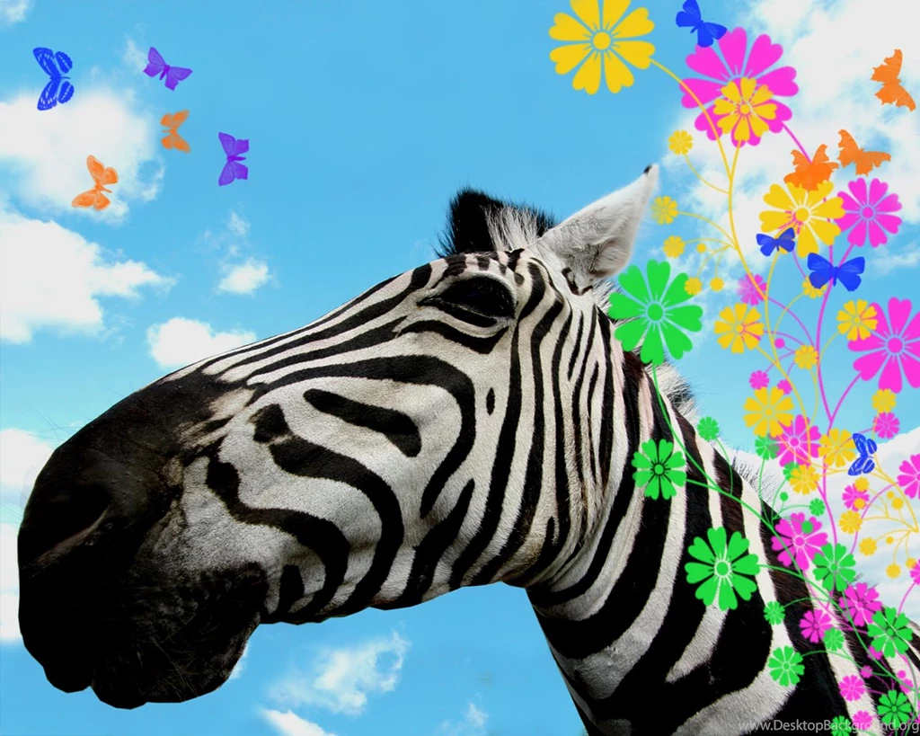 Zebra Wallpapers Animal Wallpapers
